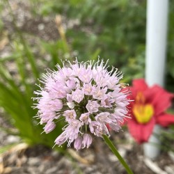 ChivesInBloom