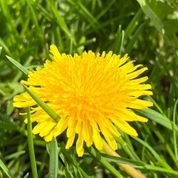 DandelionYellow