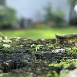 FreshSprout