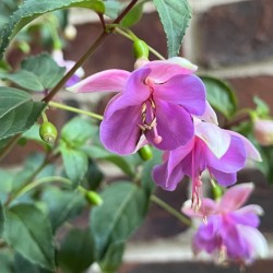 Fuchsia1