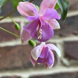Fuchsia2
