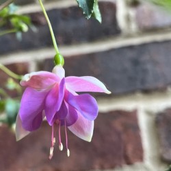Fuchsia3