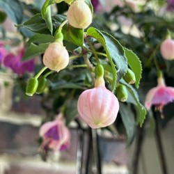 Fuchsia4