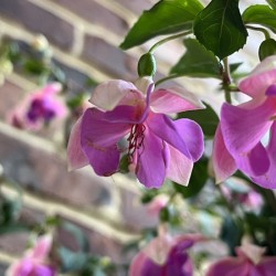 Fuchsia5