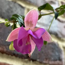 Fuchsia6
