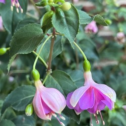 Fuchsia7