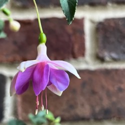 Summertime Fuchsia