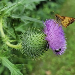 Thistle Bloom in Summer