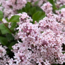 LilacBloomsInSpring