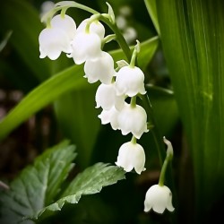 LilyOfTheValley