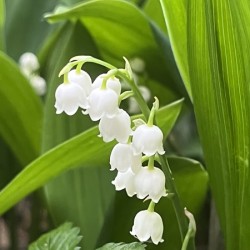 LilyOfTheValleyOrig
