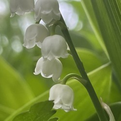 LilyoftheValley2