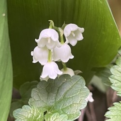 LilyoftheValley3