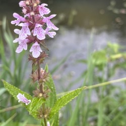 MarshWoundwartInBloom