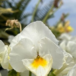 PansyInTheSun