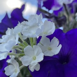PhloxAndPetunia
