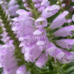 Physostegia