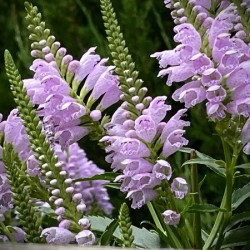 Physostegia2