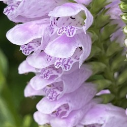 Physostegia3