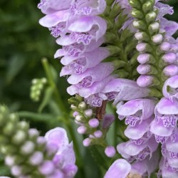 Physostegia4