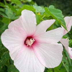PinkHibiscus