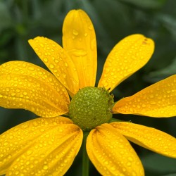 RudbeckiaInTheRain