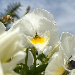 SunlitPansy