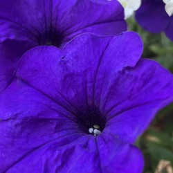 VioletPetunia