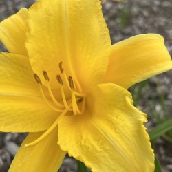 YellowDayLily