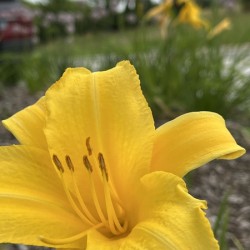 YellowDayLily2