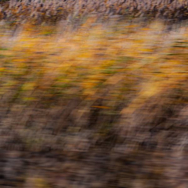 Breezy Fall day Print