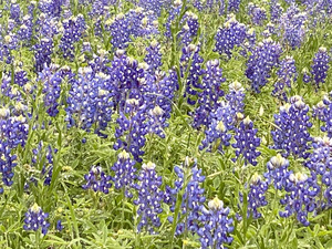 Blubonnet Fields Forever