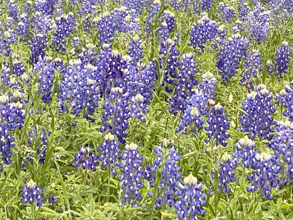 Blubonnet Fields Forever Print
