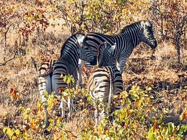Kruger Stripes Print
