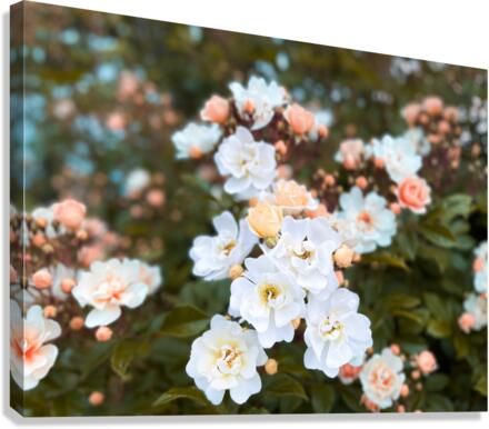 Troll Rose Canvas Print