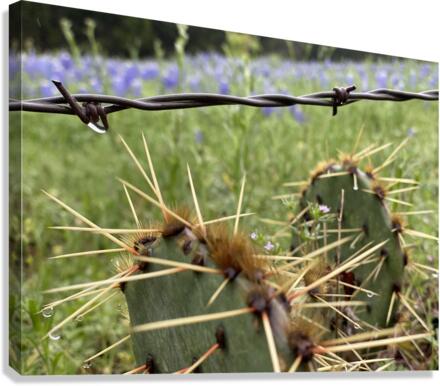 Pins & Needles Canvas Print