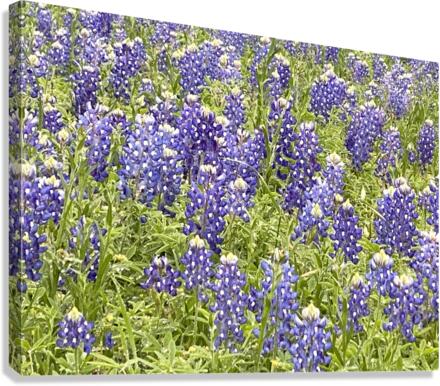 Blubonnet Fields Forever Canvas Print