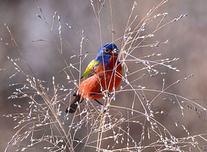 Painted Bunting  4 of 4