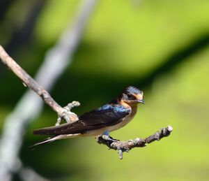 Barn Swallow