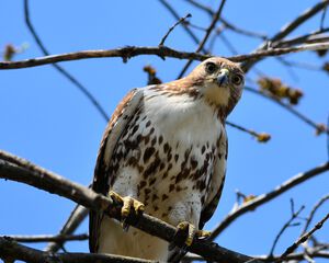 Red-tailed Hawk