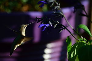 Hummingbird and Salvia Black and Blue
