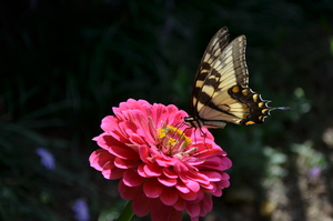 Tiger swallowtail butterfly - Zinnia flower