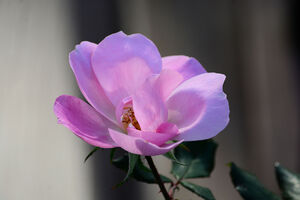 Blushing Knock Out Rose 2 of 3