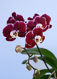 Burgundy & White Orchid