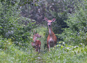 Whitetail Doe with her Fawn