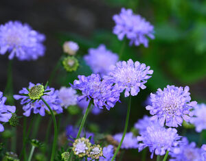 Scabiosa Butterfly Blue