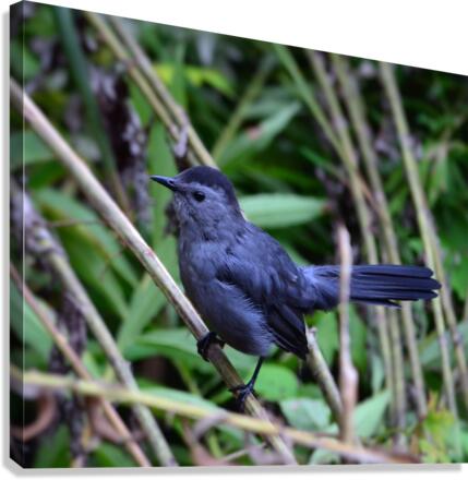 Catbird Canvas Print