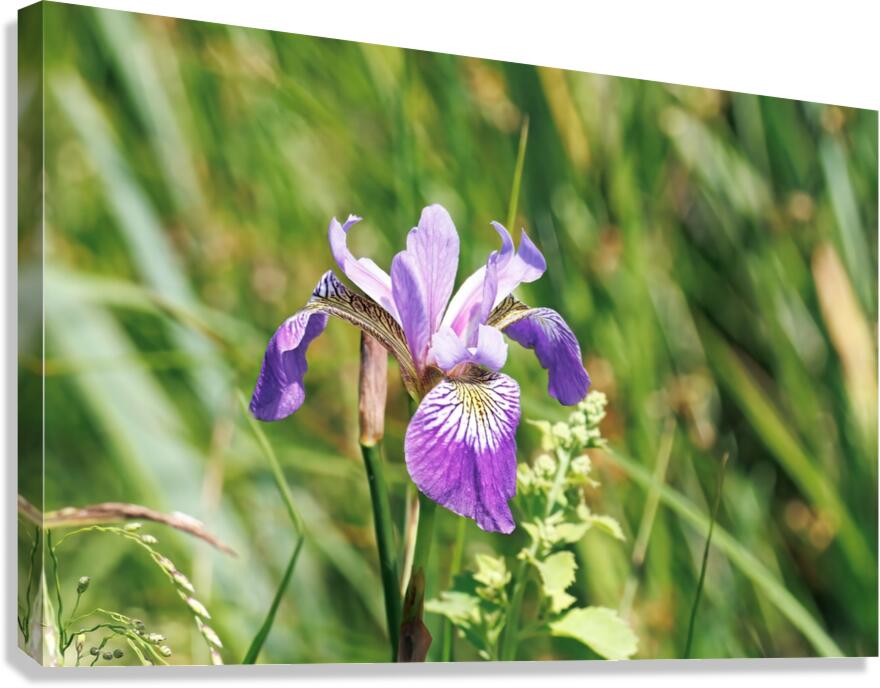 Iris Versicolore Canvas Print