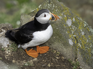 Friendly Puffin