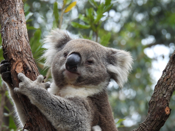 Koala in Tree Print